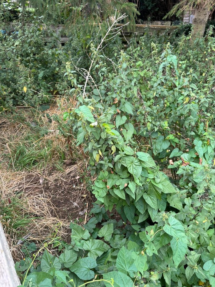 Tired garden before